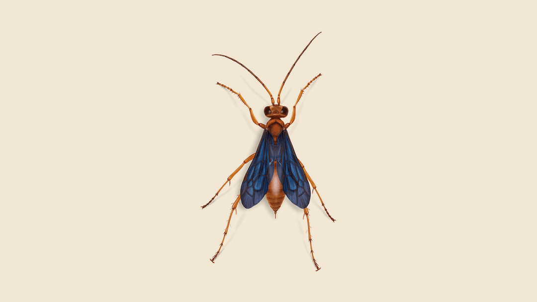 Spider Wasp Illustration