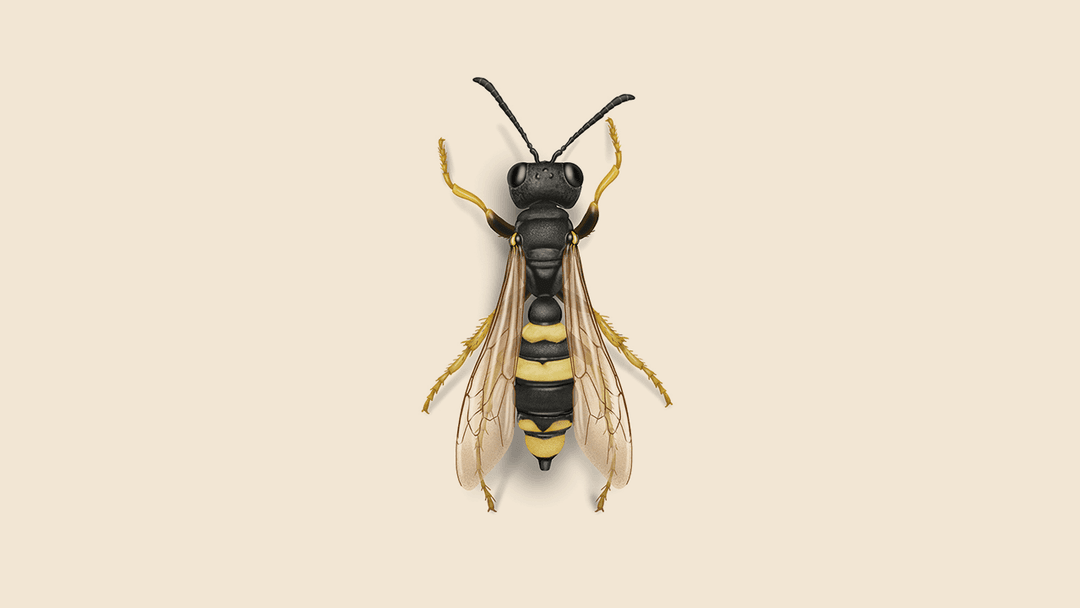 Ground Wasp Illustration