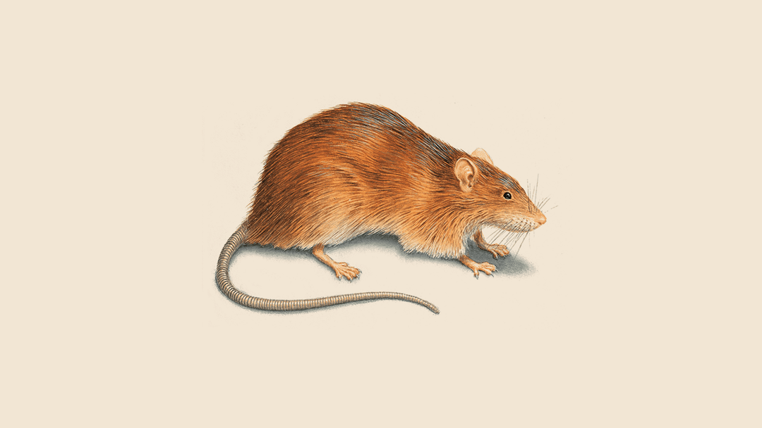 Rodent illustration