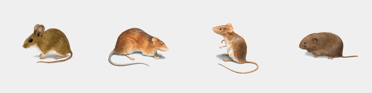 Illustration of a Deer Mouse, Norway Rat, House Mouse, and Meadow Vole.