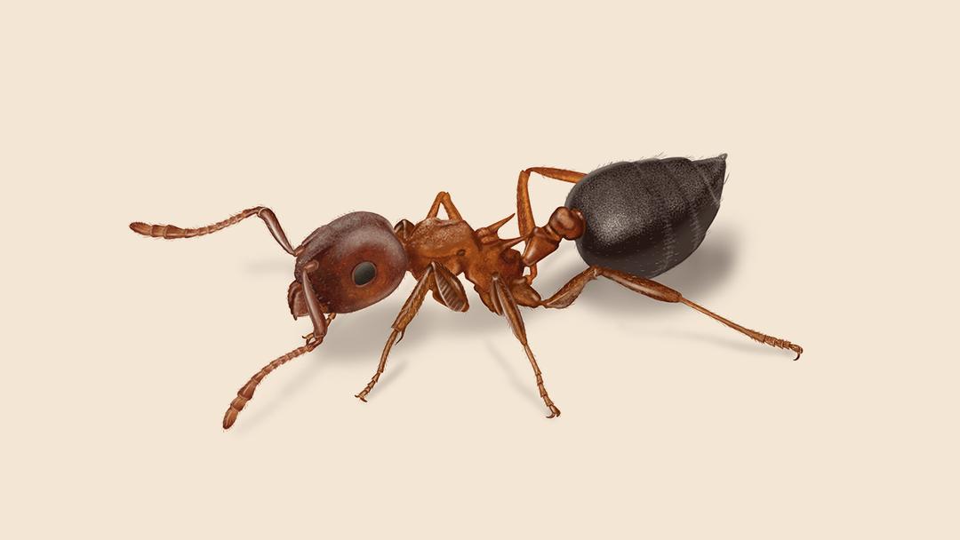 Acrobat Ant Illustration