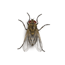 How to Identify Cluster Flies | Fly Facts & Information 