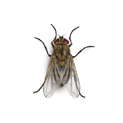 Cluster fly illustration