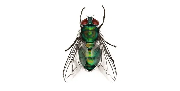blow fly Illustration