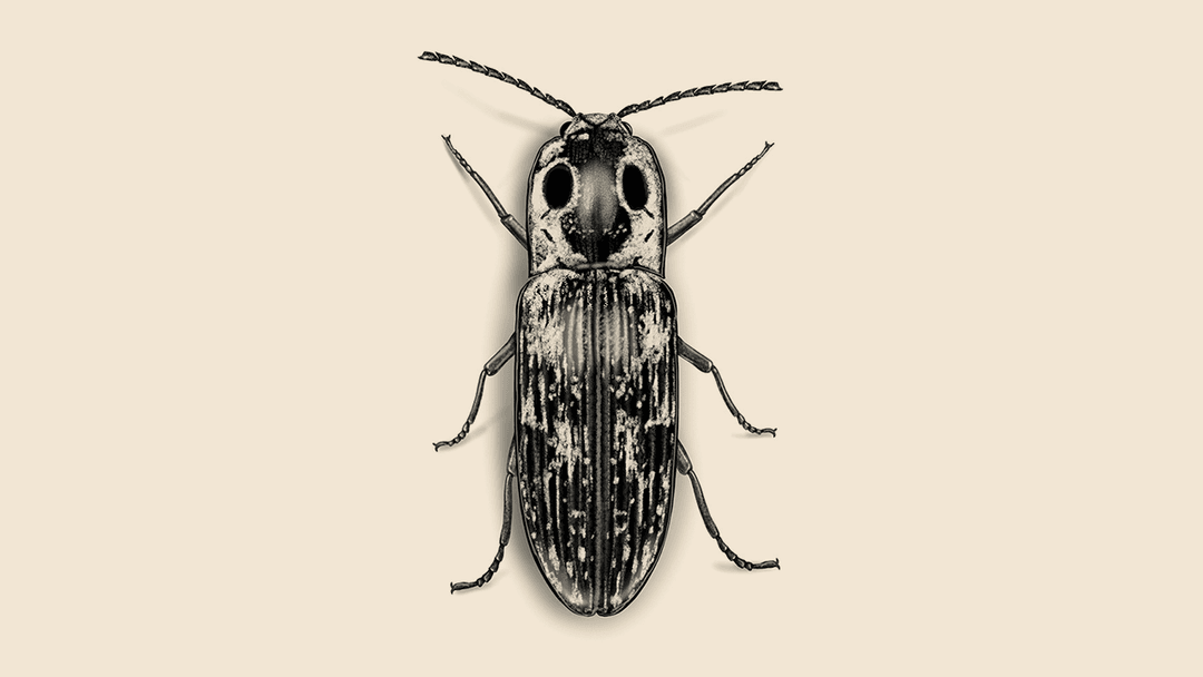 Click Beetle Illustration