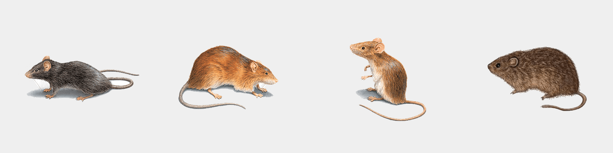 Illustration of a Roof Rat, Norway Rat, House Mouse, and Cotton Rat.
