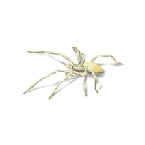 Yellow Sac Spiders