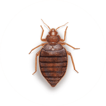 Bed Bug Exterminator - How To Identify & Get Rid Of Bed Bugs
