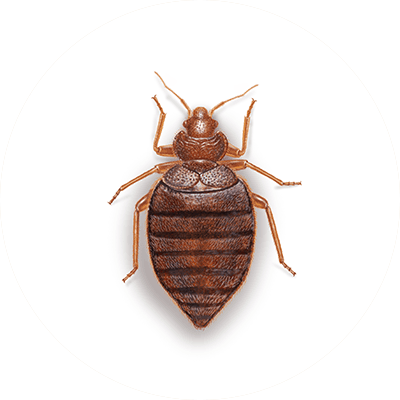 Bed bug illustration