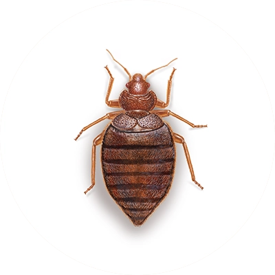 Bed Bug Illustration.