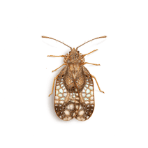 Lace Bugs Exterminator - How To Identify & Get Rid Of Lace Bugs