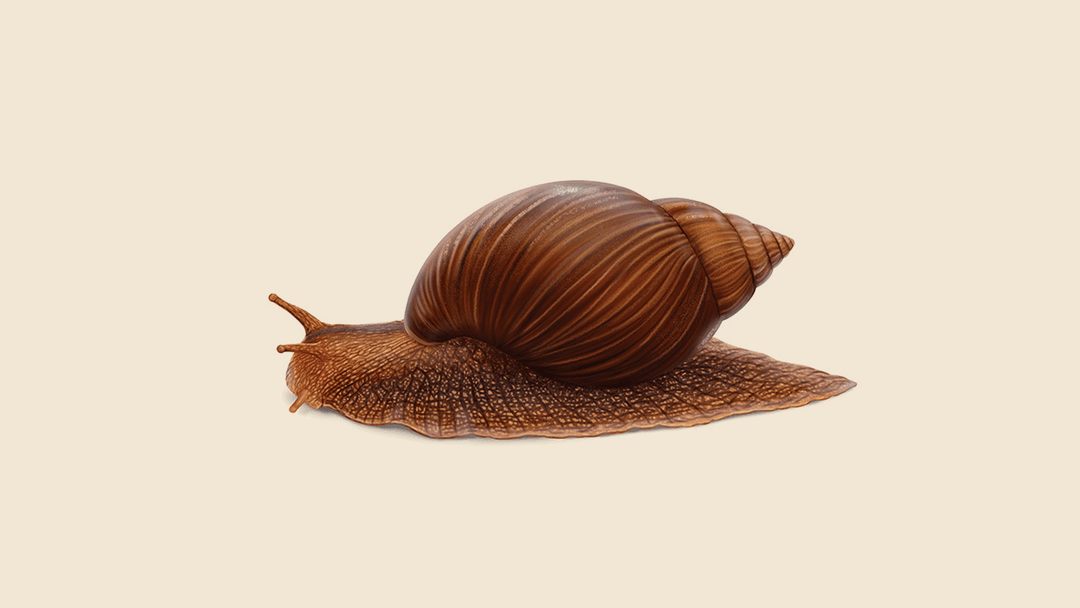 Giant African Snail illustration