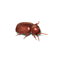 Cigarette Beetles