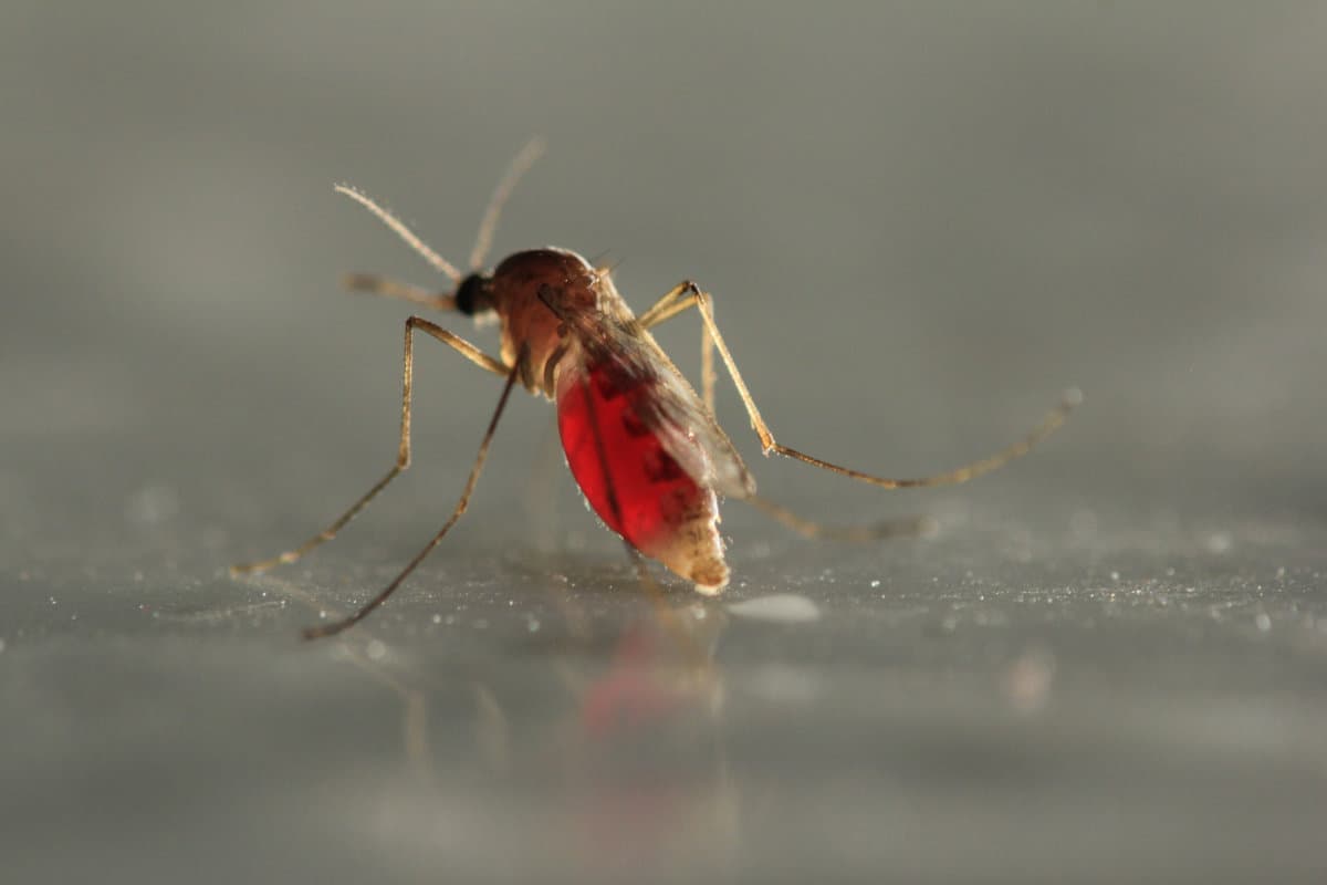 Mosquito After Feeding