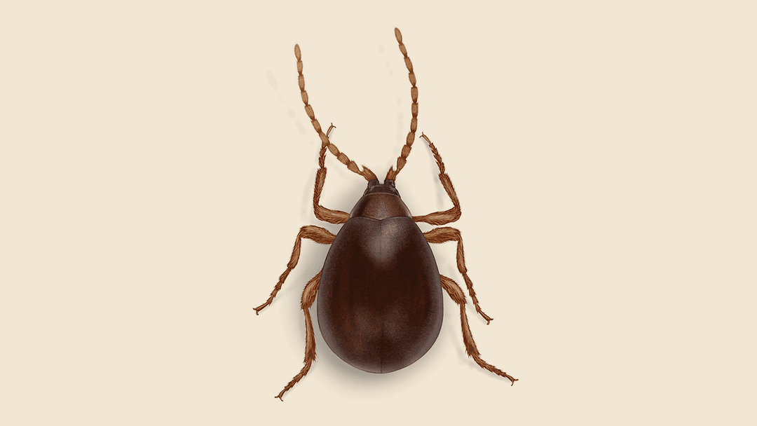 Shiny Spider Beetle Illustration