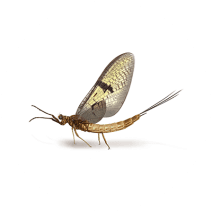 Mayflies Exterminator - How To Identify & Get Rid Of Mayflies