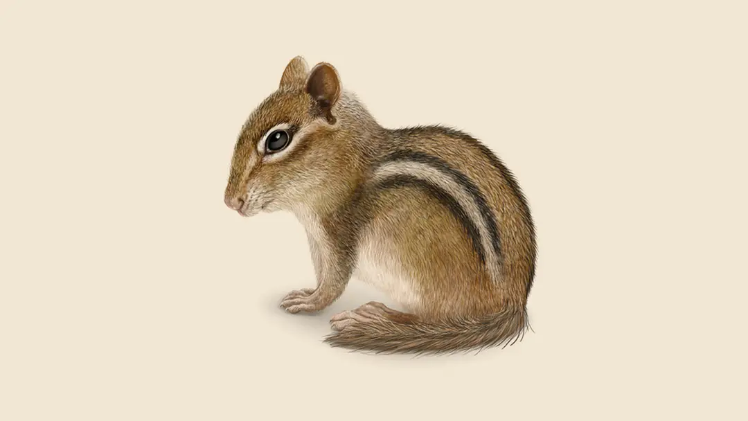 Chipmunk Illustration