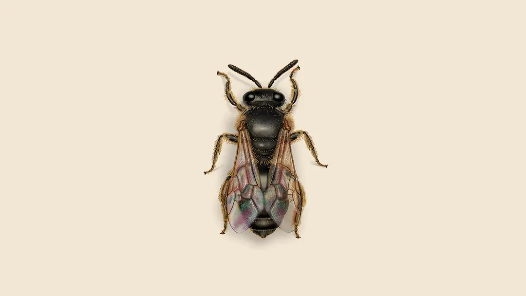 Halictid Sweat Bee Illustration.