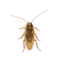 German Cockroaches