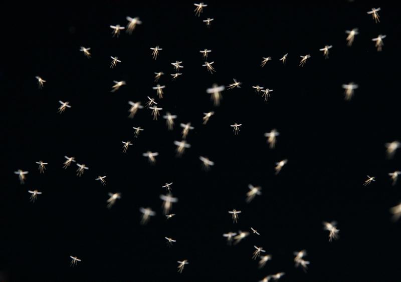 How-a-Longer-Mosquito-Season-Affects-Businesses-Nationwide_Header-Image-800px.jpg