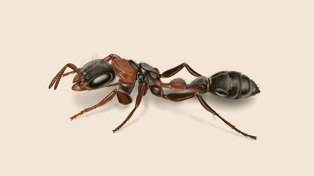 Elongate Mexican Twig Ant Illustration