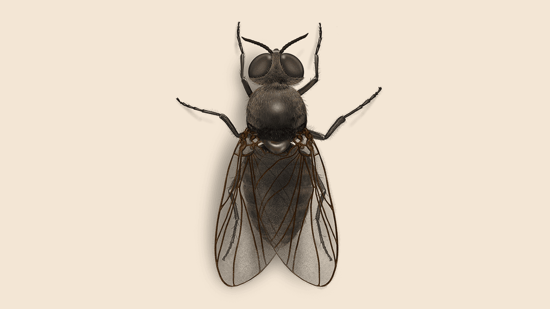 Black fly illustration