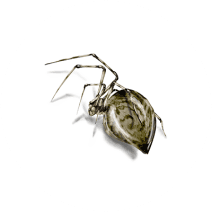 Common House Spider Identification & Removal
