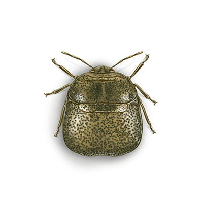 Kudzu bug illustration