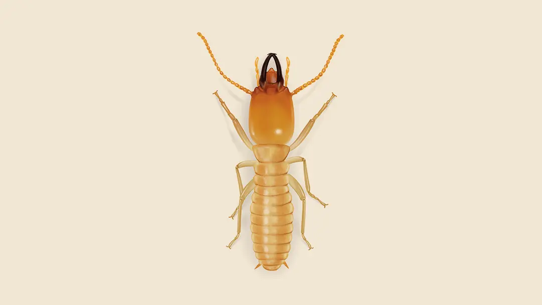 Subterranean termite illustration