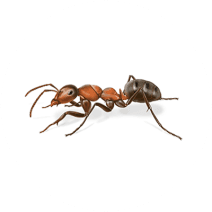 Field Ant Facts and Information | Get Rid of Ants 