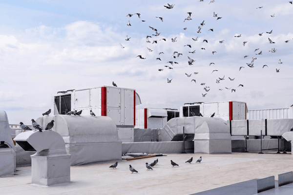 Bird infestation on roof of a commercial building.