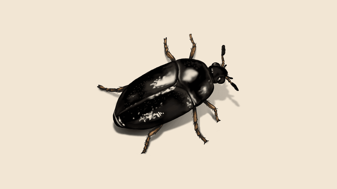 Beetle illustration