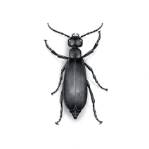 Blister Beetles