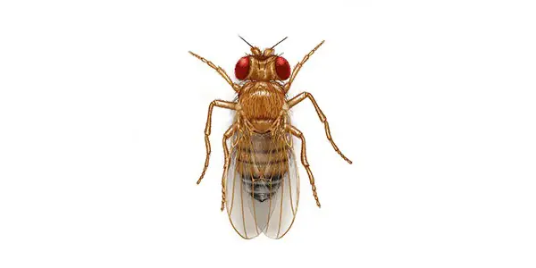 fruit fly Illustration