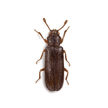 How To Identify & Get Rid Of Lyctids Powderpost Beetles