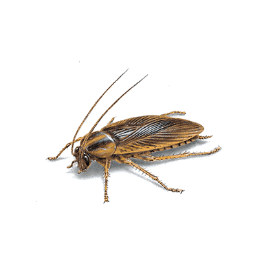 German cockroach image
