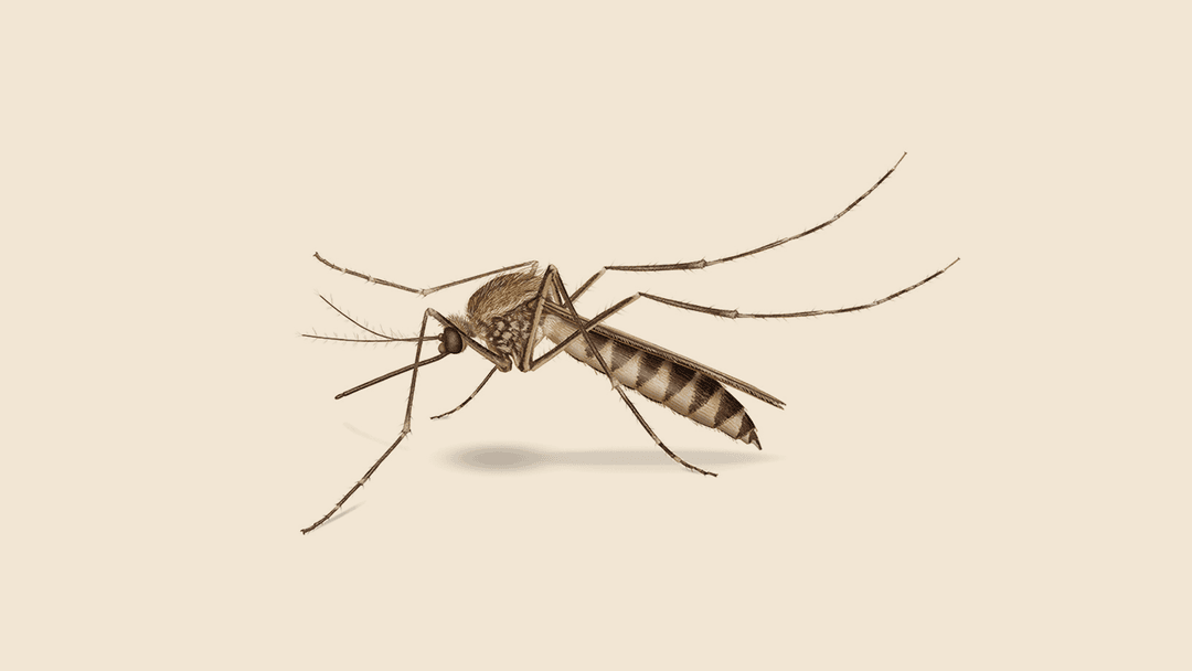 Anopheles Mosquito Illustration.