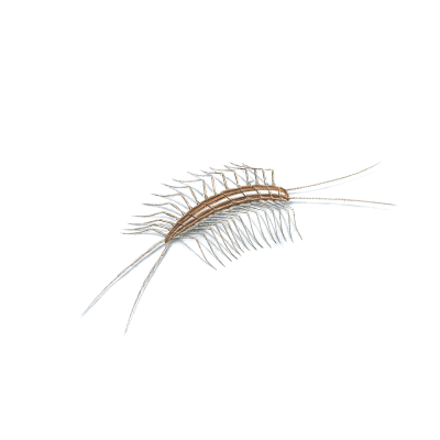Centipede & Millipede Treatment