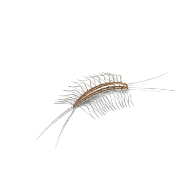 Centipede & Millipede Treatment