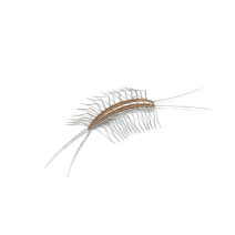 Centipede/Millipede
