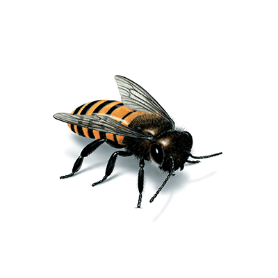 Honey bee illustration