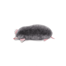 Mole Rodent Facts | Get Rid of Mole Rodents 