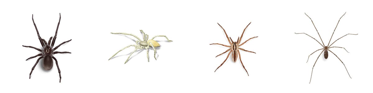 Southern-House-Spider-Yellow-Sac-Spider-Wolf-Spider-Cellar-Spider (Daddy Longlegs)