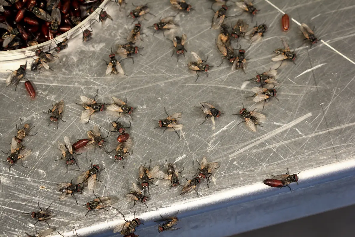 Fly Infestation In Restaurant