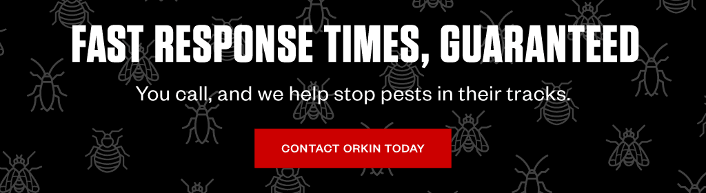 Headline: Fast response times, guaranteed. Subhead: You call, and we help stop pests in their tracks.   CTA: Contact Orkin Today