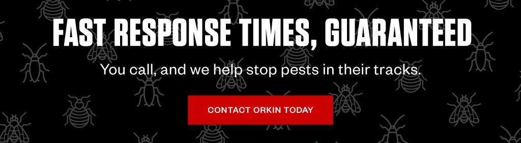 Headline: Fast response times, guaranteed. Subhead: You call, and we help stop pests in their tracks. CTA: Contact Orkin Today
