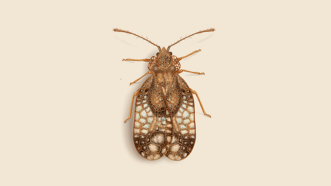Lace bug illustration