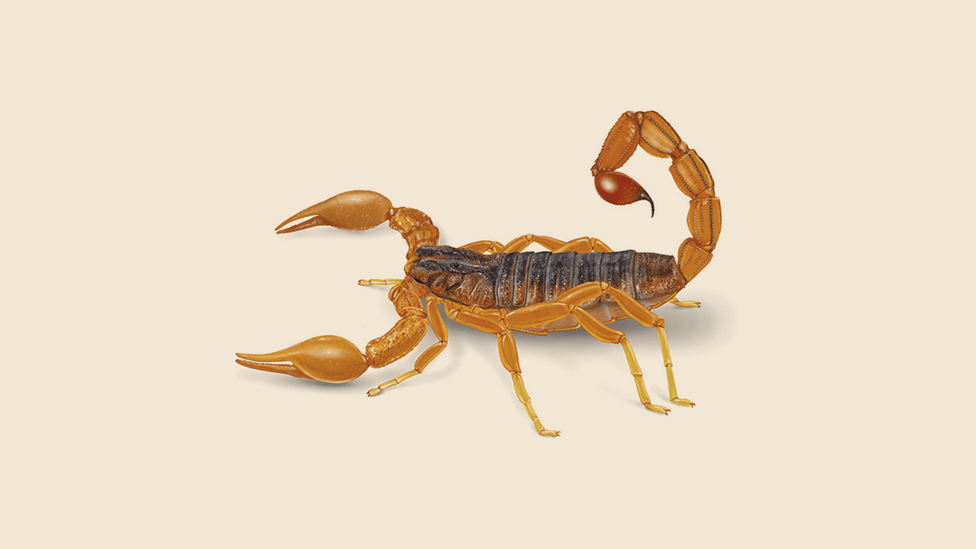 Red Scorpion illustration