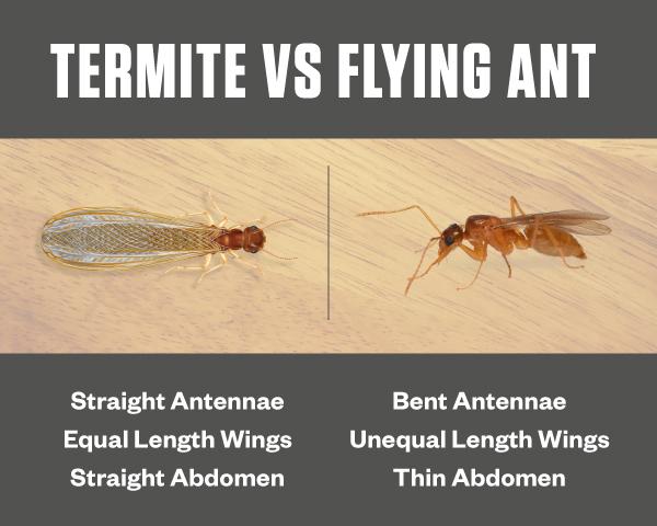 Picture of Termite vs. Flying Ant