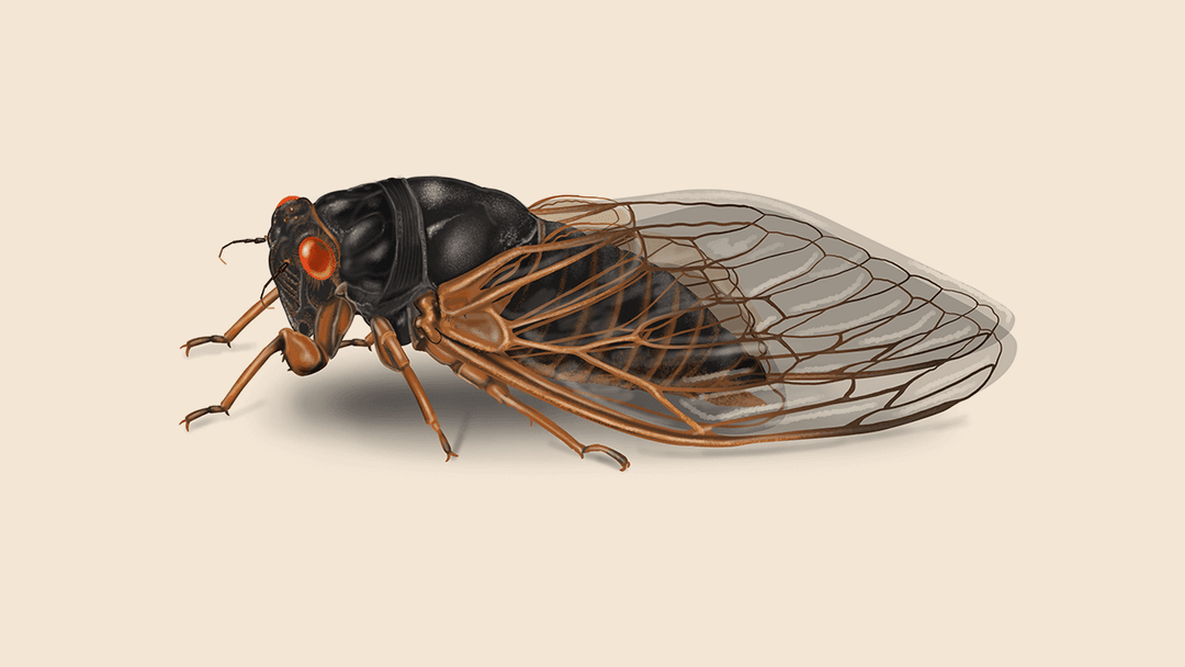 Cicada Illustration